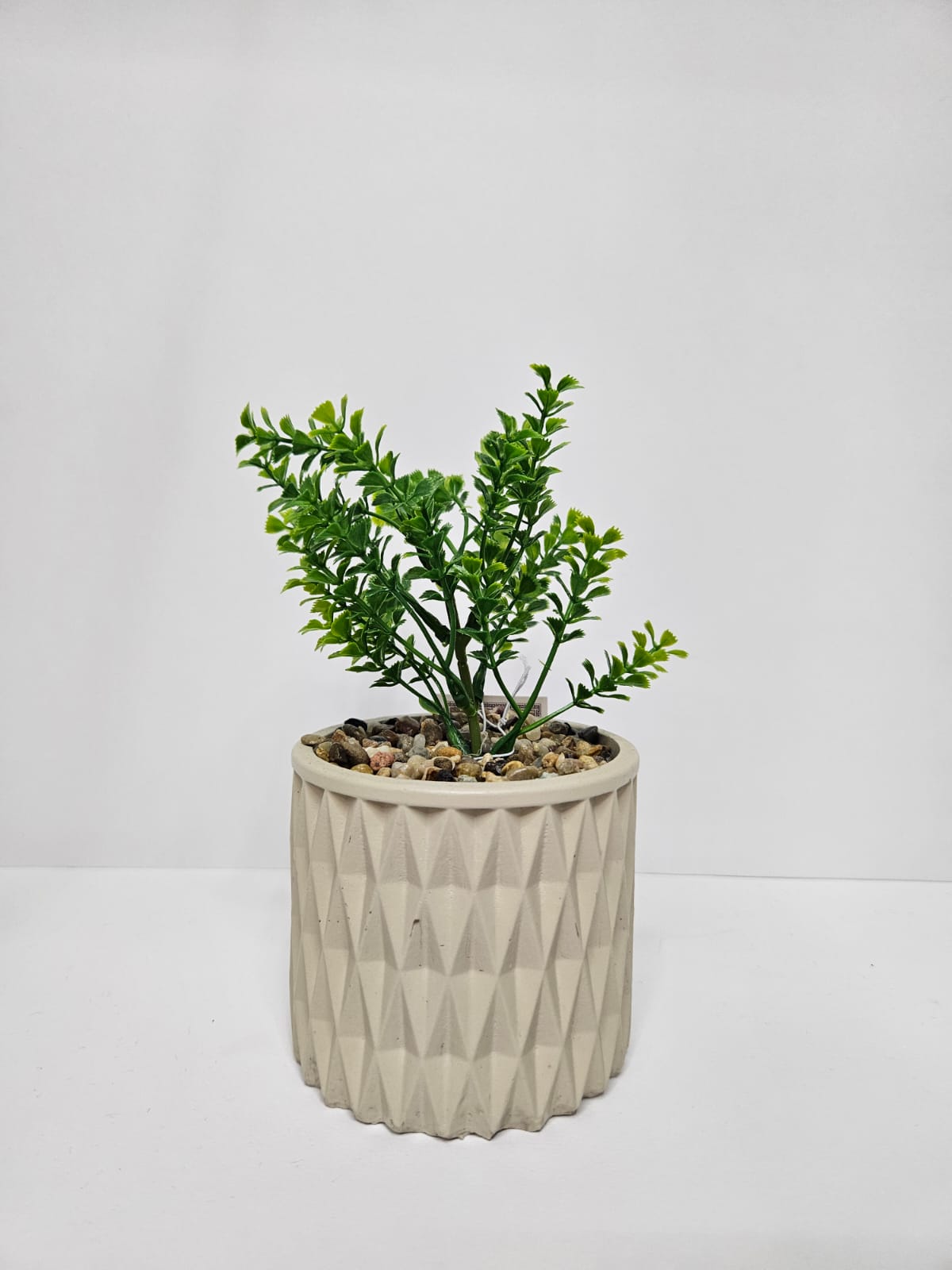 Piantina decorativa